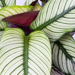 Calathea Majestica 'Whitestar', Topf-Ø 19 Cm, Höhe Ca. 60-80 Cm -Gardena Verkaufsgeschäft 0220160078 Calathea majestica Whitestar 4
