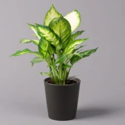 Gardena Verkaufsgeschäft -Gardena Verkaufsgeschäft 0220170076 Dieffenbachia Camilla Dallas anthrazit 1