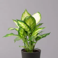 Dieffenbachie 'Camilla' In Keramiktopf Dallas Anthrazit, Topf-Ø 12 Cm, 3er-Set -Gardena Verkaufsgeschäft 0220170076 Dieffenbachia Camilla Dallas anthrazit 2