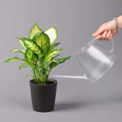 Dieffenbachie 'Camilla' In Keramiktopf Dallas Anthrazit, Topf-Ø 12 Cm, 3er-Set -Gardena Verkaufsgeschäft 0220170076 Dieffenbachia Camilla Dallas anthrazit 3