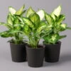 Dieffenbachie 'Camilla' In Keramiktopf Dallas Anthrazit, Topf-Ø 12 Cm, 3er-Set -Gardena Verkaufsgeschäft 0220170076 Dieffenbachia Camilla Dallas anthrazit 3er Set2