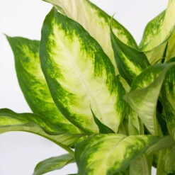 Dieffenbachie 'Camilla' In Keramiktopf Dallas Anthrazit, Topf-Ø 12 Cm, 3er-Set -Gardena Verkaufsgeschäft 0220170076 Dieffenbachia Camilla Dallas anthrazit 4