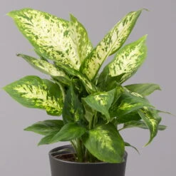 Dieffenbachie 'Compacta' Mit Keramiktopf Dallas Anthrazit, Topf-Ø12cm, 3er-Set -Gardena Verkaufsgeschäft 0220170085 Dieffenbachia Compacta mit Topf Dallas anthrazit 2