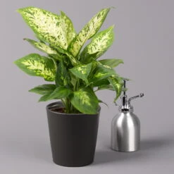 Dieffenbachie 'Compacta' Mit Keramiktopf Dallas Anthrazit, Topf-Ø12cm, 3er-Set -Gardena Verkaufsgeschäft 0220170085 Dieffenbachia Compacta mit Topf Dallas anthrazit 3