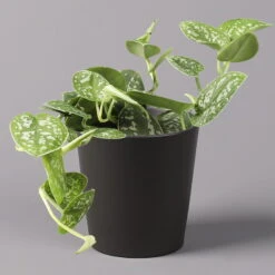 Gefleckte Efeutute 'Argyraeus, In Keramiktopf Anthrazit, Topf-Ø 12 Cm, 3er-Set -Gardena Verkaufsgeschäft 0220180211 Scind pict Argyraeus Topf Dallas anthrazit 1