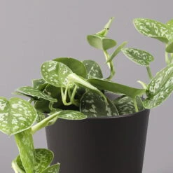 Gefleckte Efeutute 'Argyraeus, In Keramiktopf Anthrazit, Topf-Ø 12 Cm, 3er-Set -Gardena Verkaufsgeschäft 0220180211 Scind pict Argyraeus Topf Dallas anthrazit 2