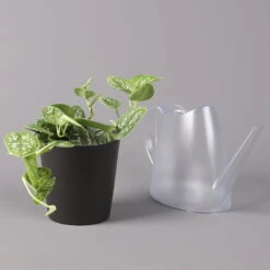 Gefleckte Efeutute 'Argyraeus, In Keramiktopf Anthrazit, Topf-Ø 12 Cm, 3er-Set -Gardena Verkaufsgeschäft 0220180211 Scind pict Argyraeus Topf Dallas anthrazit 3