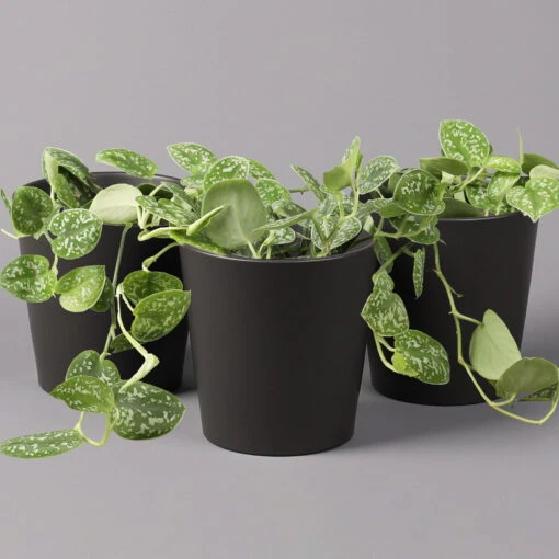 Gefleckte Efeutute 'Argyraeus, In Keramiktopf Anthrazit, Topf-Ø 12 Cm, 3er-Set 5 Gefleckte Efeutute 'Argyraeus, In Keramiktopf Anthrazit, Topf-Ø 12 Cm, 3er-Set -Gardena Verkaufsgeschäft 0220180211 Scind pict Argyraeus Topf Dallas anthrazit 3er Set