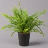 Schwertfarn 'Green Lady' Mit Keramiktopf Dallas Anthrazit, Topf-Ø12cm 1 Schwertfarn 'Green Lady' Mit Keramiktopf Dallas Anthrazit, Topf-Ø12cm -Gardena Verkaufsgeschäft 0220190127 Nephrolep Green Lady Dallas anthrazit 1