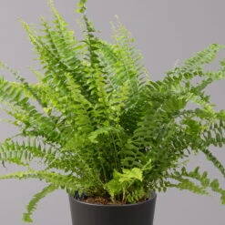 Schwertfarn 'Green Lady' Mit Keramiktopf Dallas Anthrazit, Topf-Ø12cm -Gardena Verkaufsgeschäft 0220190127 Nephrolep Green Lady Dallas anthrazit 2