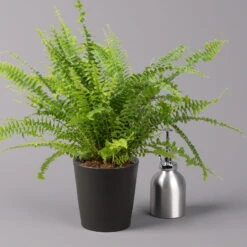 Schwertfarn 'Green Lady' Mit Keramiktopf Dallas Anthrazit, Topf-Ø12cm -Gardena Verkaufsgeschäft 0220190127 Nephrolep Green Lady Dallas anthrazit 3