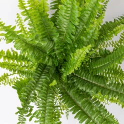 Schwertfarn 'Green Lady' Mit Keramiktopf Dallas Anthrazit, Topf-Ø12cm -Gardena Verkaufsgeschäft 0220190136 Nephrolepis exaltata Green Lady 5