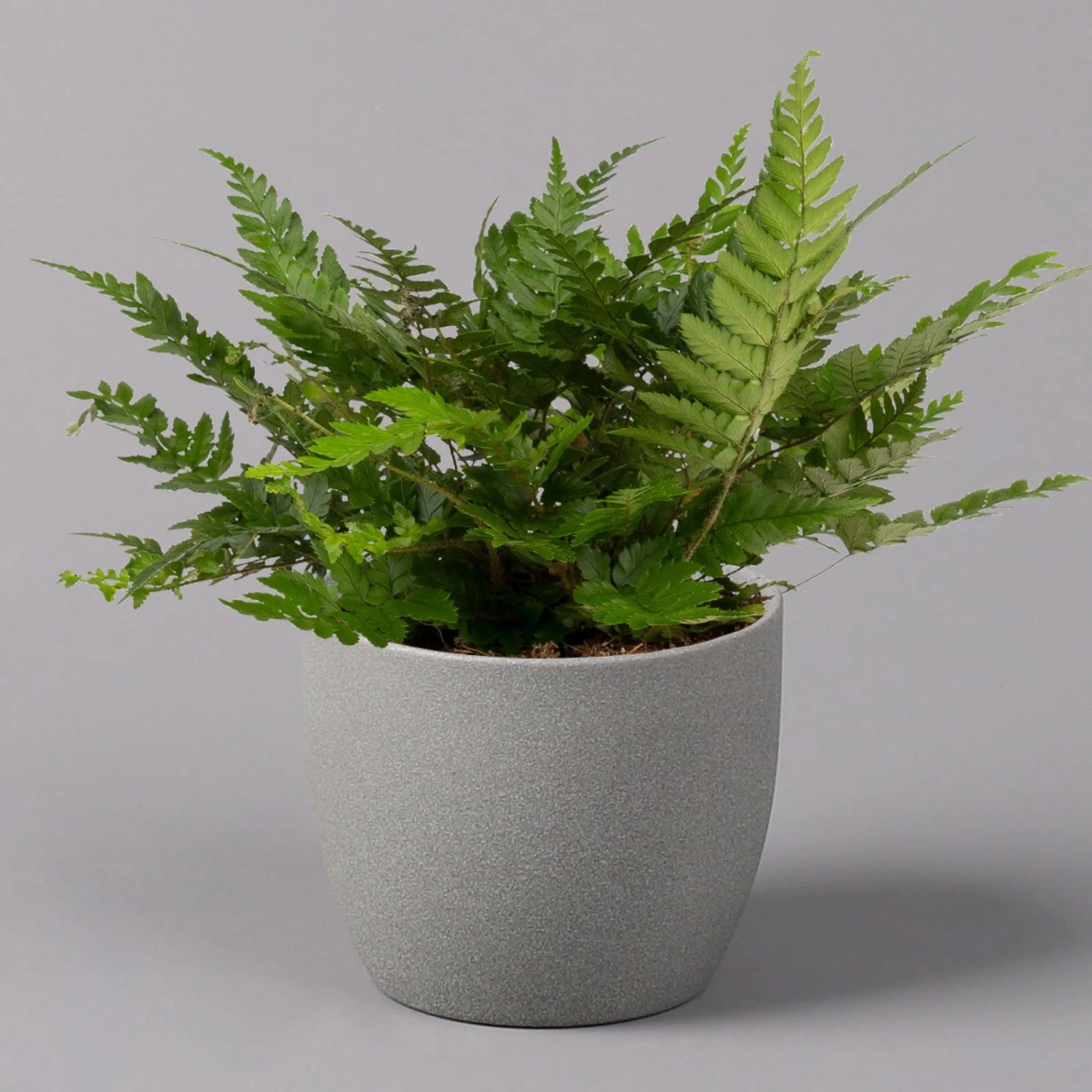 Polystichum Tsus-simense 'Biaristatum', Topf-Ø 12 Cm, Höhe Ca. 23 Cm, 3er-Set 4 Polystichum Tsus-simense 'Biaristatum', Topf-Ø 12 Cm, Höhe Ca. 23 Cm, 3er-Set – Bild 2