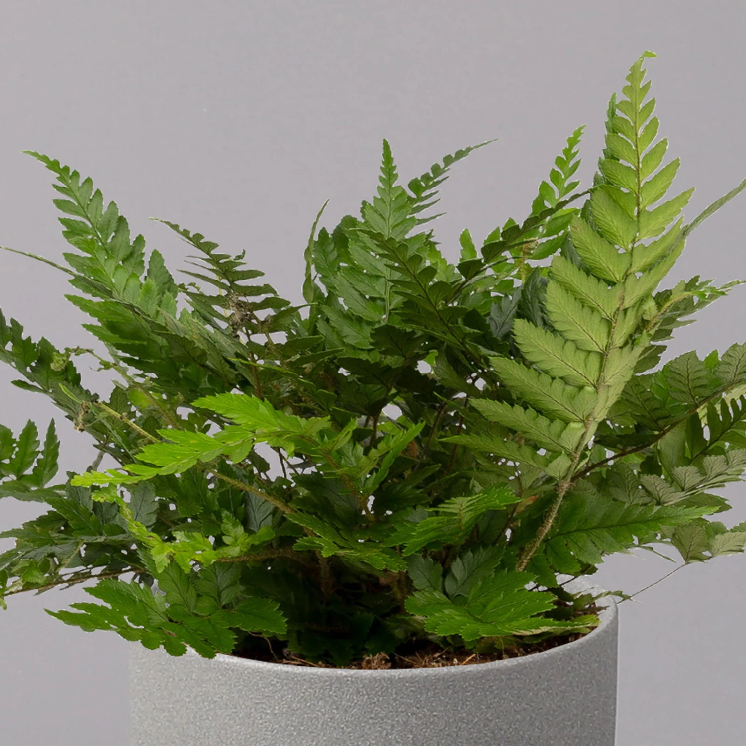 Polystichum Tsus-simense 'Biaristatum', Topf-Ø 12 Cm, Höhe Ca. 23 Cm, 3er-Set 5 Polystichum Tsus-simense 'Biaristatum', Topf-Ø 12 Cm, Höhe Ca. 23 Cm, 3er-Set – Bild 3