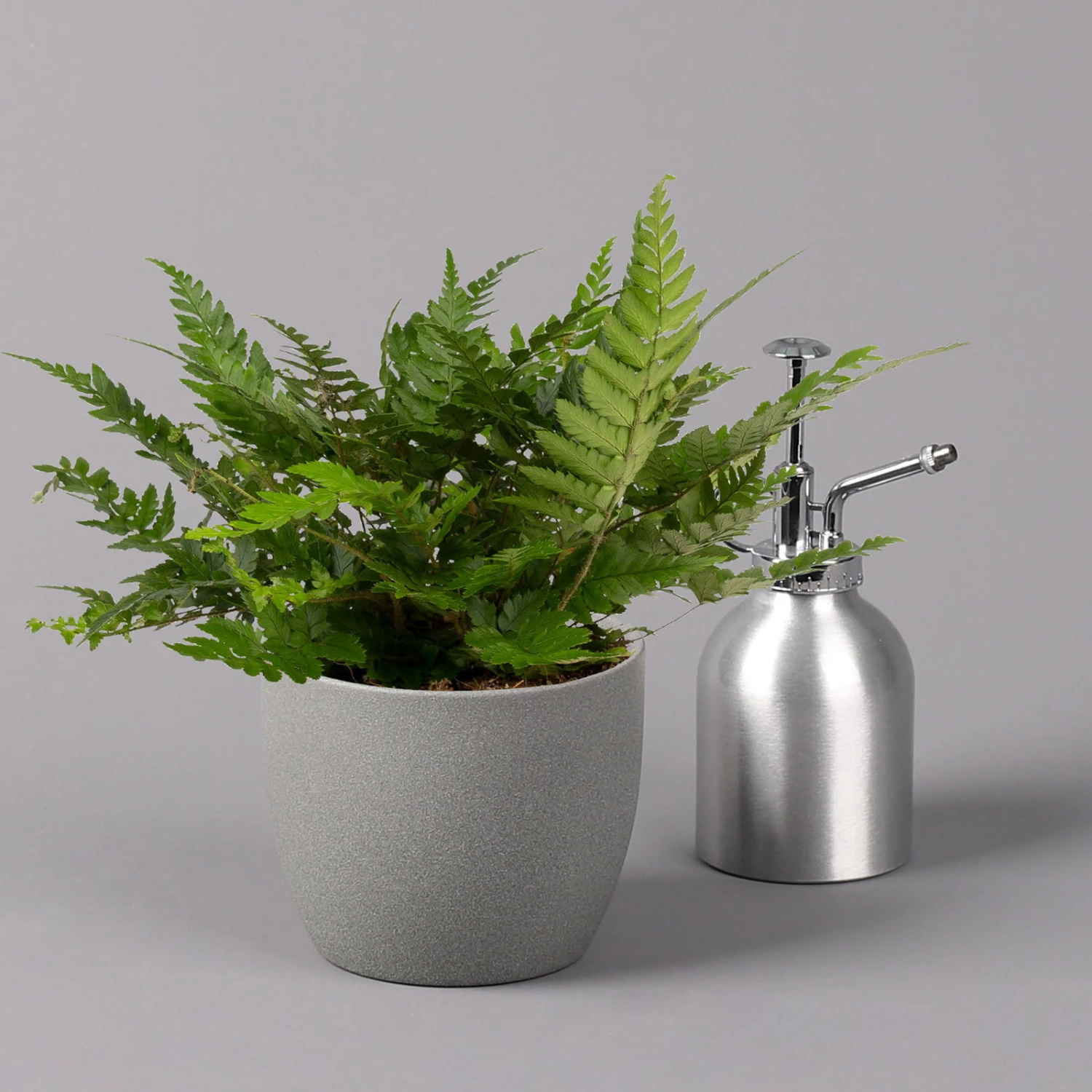 Polystichum Tsus-simense 'Biaristatum', Topf-Ø 12 Cm, Höhe Ca. 23 Cm, 3er-Set 6 Polystichum Tsus-simense 'Biaristatum', Topf-Ø 12 Cm, Höhe Ca. 23 Cm, 3er-Set – Bild 4