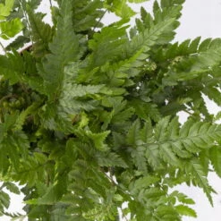 Polystichum Tsus-simense 'Biaristatum', Topf-Ø 12 Cm, Höhe Ca. 23 Cm, 3er-Set 13 Polystichum Tsus-simense 'Biaristatum', Topf-Ø 12 Cm, Höhe Ca. 23 Cm, 3er-Set -Gardena Verkaufsgeschäft 0220190145 Polystichum tsussimense Biaristatum 3er Set 7
