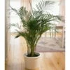 Goldfruchtpalme, Topf-Ø 32 Cm, Höhe Ca. 170 Cm -Gardena Verkaufsgeschäft 0220501634 Dypsis lutescens Areca