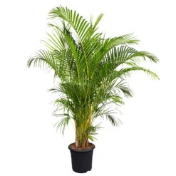 Goldfruchtpalme, Topf-Ø 32 Cm, Höhe Ca. 170 Cm -Gardena Verkaufsgeschäft 0220501634 Dypsis lutescens Areca 32cm T H 170cm