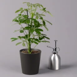 Strahlenaralie 'Nora' Inkl. Übertopf Dallas Anthrazit, Topf 13 Cm Ø -Gardena Verkaufsgeschäft 0220550537 Schefflera Nora im Topf Dallas anthra 3