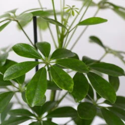 Strahlenaralie 'Nora' Inkl. Übertopf Dallas Anthrazit, Topf 13 Cm Ø -Gardena Verkaufsgeschäft 0220550537 Schefflera Nora im Topf Dallas anthra 4