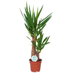 Gardena Verkaufsgeschäft -Gardena Verkaufsgeschäft 0220850004 Yucca eleph 45 20 17cm T H80cm