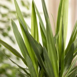 Palmlilie, Topf-Ø 27 Cm, Höhe Ca. 110 Cm 12 Palmlilie, Topf-Ø 27 Cm, Höhe Ca. 110 Cm -Gardena Verkaufsgeschäft 0220850134 Yucca auf Stamm verzweigt1 1