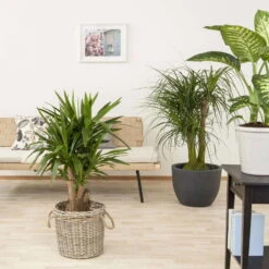 Palmlilie, Topf-Ø 27 Cm, Höhe Ca. 110 Cm 15 Palmlilie, Topf-Ø 27 Cm, Höhe Ca. 110 Cm -Gardena Verkaufsgeschäft 0220850158 Yucca eleph verzweigt