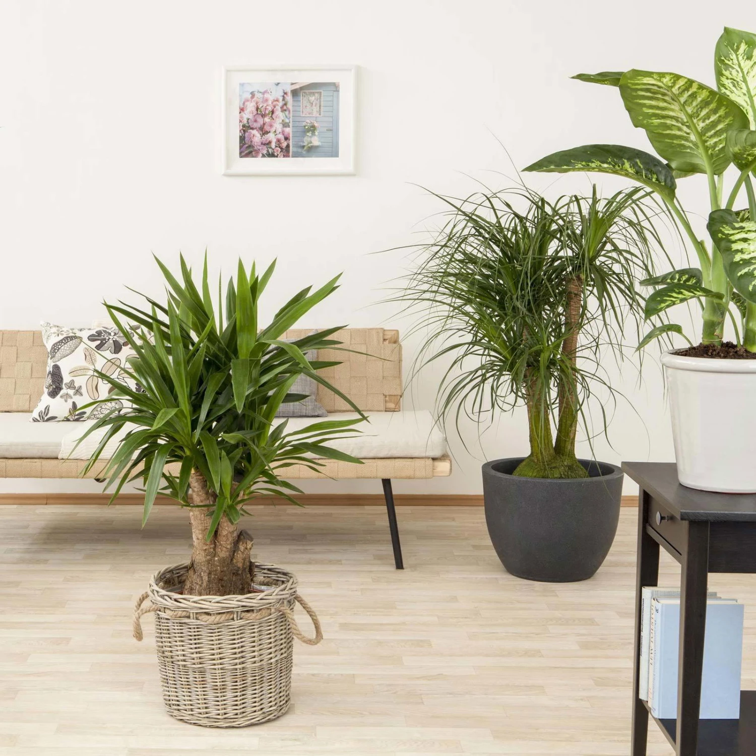 Palmlilie, Topf-Ø 27 Cm, Höhe Ca. 110 Cm 8 Palmlilie, Topf-Ø 27 Cm, Höhe Ca. 110 Cm – Bild 6