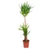 Palmlilie, Topf-Ø 27 Cm, Höhe Ca. 160 Cm -Gardena Verkaufsgeschäft 0220850200 Yucca elephantipes 27cm Topf Hoehe 160cm 2 118837