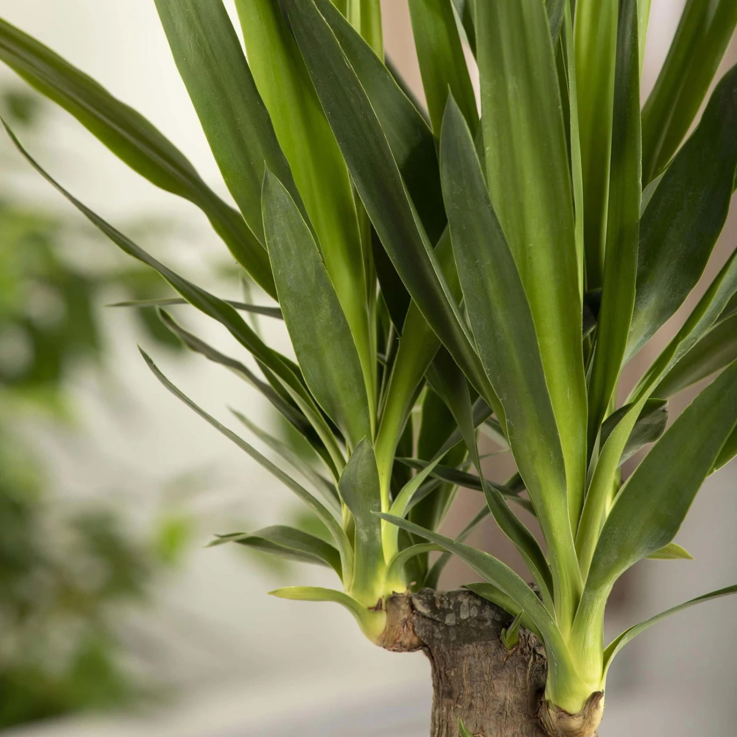 Palmlilie, Topf-Ø 27 Cm, Höhe Ca. 110 Cm 6 Palmlilie, Topf-Ø 27 Cm, Höhe Ca. 110 Cm – Bild 4