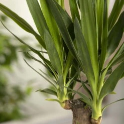 Palmlilie, Topf-Ø 27 Cm, Höhe Ca. 160 Cm -Gardena Verkaufsgeschäft 0220850207 Yucca eleph Yucca 3er Tuff1 2