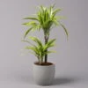 Duftender Drachenbaum 'Lemon Lime', Topf-Ø 17 Cm, 2er Tuff, Höhe Ca. 65 Cm -Gardena Verkaufsgeschäft 0221100047 Dracaena d Lemon Lime 17cm 1
