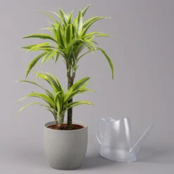 Duftender Drachenbaum 'Lemon Lime', Topf-Ø 17 Cm, 2er Tuff, Höhe Ca. 65 Cm -Gardena Verkaufsgeschäft 0221100047 Dracaena d Lemon Lime 17cm 3
