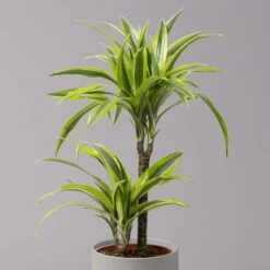 Duftender Drachenbaum 'Lemon Lime', Topf-Ø 17 Cm, 2er Tuff, Höhe Ca. 65 Cm -Gardena Verkaufsgeschäft 0221100047 Dracaena d Lemon Lime 17cm 4