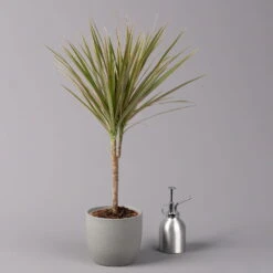 Drachenbaum 'Bicolor', Topf-Ø 13 Cm, 3er-Set 12 Drachenbaum 'Bicolor', Topf-Ø 13 Cm, 3er-Set -Gardena Verkaufsgeschäft 0221100105 Dracaena marg Bicolor 3er Set 13cm 32