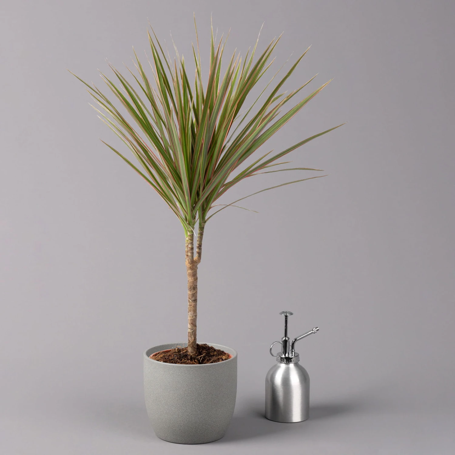 Drachenbaum 'Bicolor', Topf-Ø 13 Cm, 3er-Set 6 Drachenbaum 'Bicolor', Topf-Ø 13 Cm, 3er-Set – Bild 4