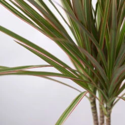 Drachenbaum 'Bicolor', Topf-Ø 13 Cm, 3er-Set 13 Drachenbaum 'Bicolor', Topf-Ø 13 Cm, 3er-Set -Gardena Verkaufsgeschäft 0221100105 Dracaena marg Bicolor 3er Set 13cm 42