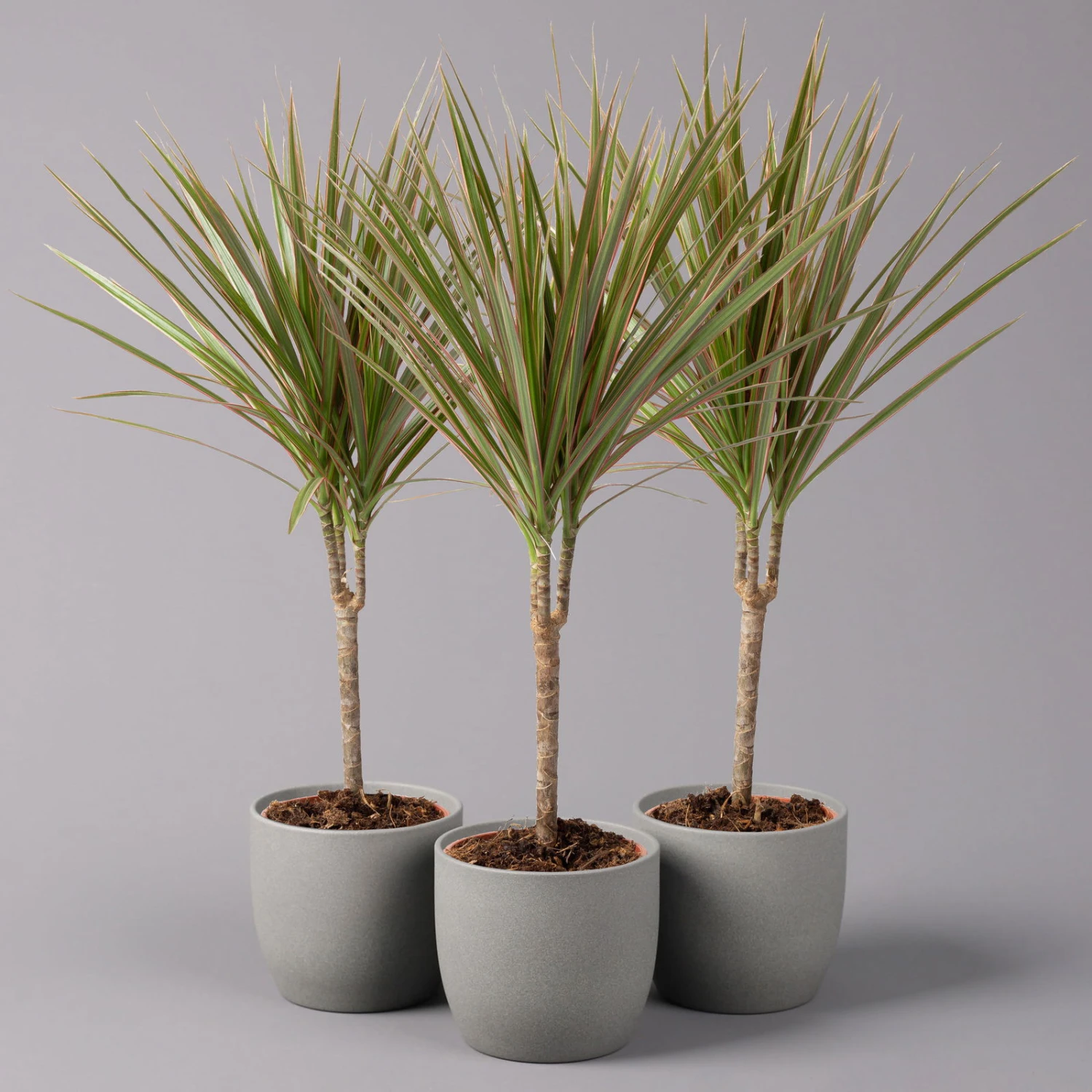 Drachenbaum 'Bicolor', Topf-Ø 13 Cm, 3er-Set 3 Drachenbaum 'Bicolor', Topf-Ø 13 Cm, 3er-Set