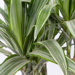 Duftender Drachenbaum 'Warneckii', Topf-Ø 21 Cm, Höhe Ca. 115 Cm -Gardena Verkaufsgeschäft 0221300002 Dracaena d Warneckii 21cm 2
