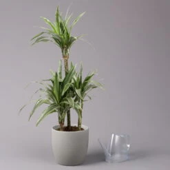 Duftender Drachenbaum 'Warneckii', Topf-Ø 21 Cm, Höhe Ca. 115 Cm -Gardena Verkaufsgeschäft 0221300002 Dracaena d Warneckii 21cm 3