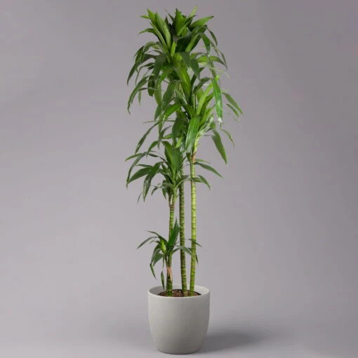 Duftender Drachenbaum 'Janet Craig', Topf-Ø 24 Cm, Höhe Ca. 180 Cm 7 Duftender Drachenbaum 'Janet Craig', Topf-Ø 24 Cm, Höhe Ca. 180 Cm -Gardena Verkaufsgeschäft 0221500024 Dracaena frag Janet Craig Lisa 27 cm 1