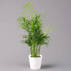 Bergpalme Mit Keramiktopf Dallas Weiß, Topf-Ø 12 Cm, Höhe Ca. 30 Cm, 2er-Set -Gardena Verkaufsgeschäft 0222100027 Chamaedorea elegans Dallas weiss 1