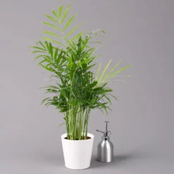 Bergpalme Mit Keramiktopf Dallas Weiß, Topf-Ø 12 Cm, Höhe Ca. 30 Cm, 2er-Set -Gardena Verkaufsgeschäft 0222100027 Chamaedorea elegans Dallas weiss 3