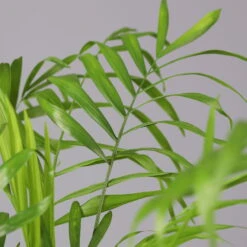 Bergpalme Mit Keramiktopf Dallas Weiß, Topf-Ø 12 Cm, Höhe Ca. 30 Cm, 2er-Set -Gardena Verkaufsgeschäft 0222100027 Chamaedorea elegans Dallas weiss 4