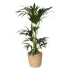 Kentiapalme In Korb Osaka, Topf-Ø 19 Cm, Höhe Ca. 80-110 Cm -Gardena Verkaufsgeschäft 0222300022 Howea Palme Kentia Adp Suedware im Dekokorb 2
