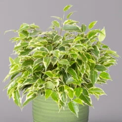 Birkenfeige 'Kinky' In Keramiktopf Bergamo Grün, Topf-Ø 12 Cm, Höhe Ca. 26 Cm -Gardena Verkaufsgeschäft 0223100091 Ficus benj Kinky in Uebertopf Bergamo gruen 2