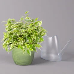 Birkenfeige 'Kinky' In Keramiktopf Bergamo Grün, Topf-Ø 12 Cm, Höhe Ca. 26 Cm -Gardena Verkaufsgeschäft 0223100091 Ficus benj Kinky in Uebertopf Bergamo gruen 3