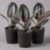 Gummibaum 'Robusta' In Topf Anthrazit, Topf-Ø 12 Cm, Höhe Ca. 40-45cm, 3er-Set 1 Gummibaum 'Robusta' In Topf Anthrazit, Topf-Ø 12 Cm, Höhe Ca. 40-45cm, 3er-Set -Gardena Verkaufsgeschäft 0223200061 Ficus el Robusta Dallas anthrazit 3er Set2