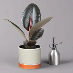 Gummibaum 'Robusta' In Keramiktopf Lauren Grün, Topf-Ø 12 Cm, Höhe Ca. 40 Cm 9 Gummibaum 'Robusta' In Keramiktopf Lauren Grün, Topf-Ø 12 Cm, Höhe Ca. 40 Cm -Gardena Verkaufsgeschäft 0223200094 Ficus el Robusta in Uebertopf Lauren gruen 3