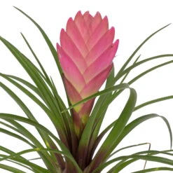 Tillandsia Cyanea In Topf, Rosa-violett, Topf-Ø 5,5 Cm, Höhe Ca. 15 Cm, 2er-Set -Gardena Verkaufsgeschäft 0225150069 0225150070 Tillandsia cyanea in Betontopf 1 119771